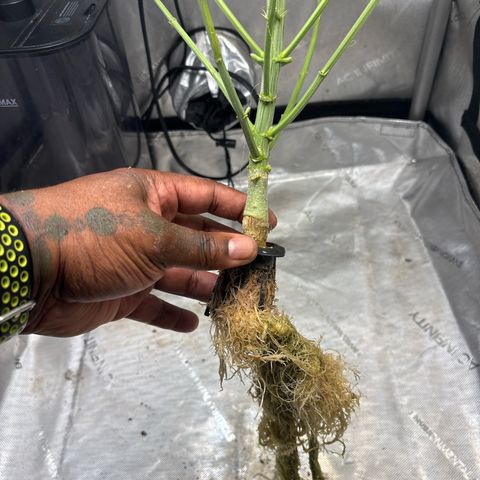 CLR #2 growlog timeline photo