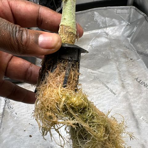 CLR #2 growlog timeline photo