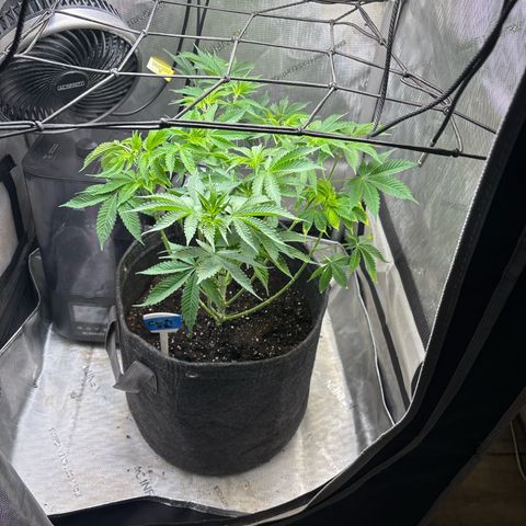 CLR #2 growlog timeline photo