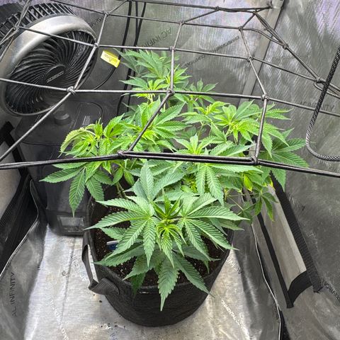 CLR #2 growlog timeline photo