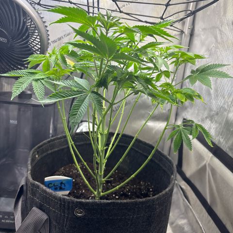CLR #2 growlog timeline photo