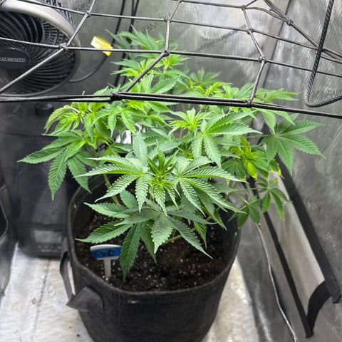 CLR #2 growlog timeline photo