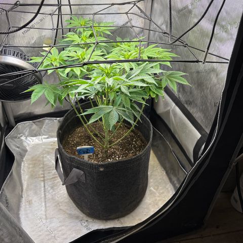 CLR #2 growlog timeline photo