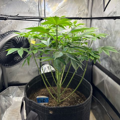 CLR #2 growlog timeline photo
