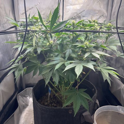 CLR #2 growlog timeline photo