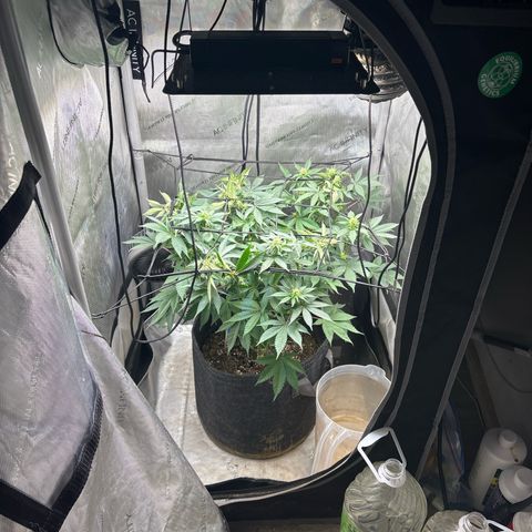 CLR #2 growlog timeline photo