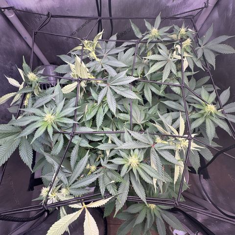 CLR #2 growlog timeline photo