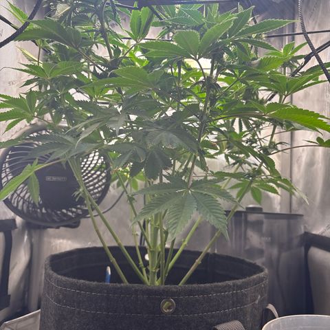 CLR #2 growlog timeline photo