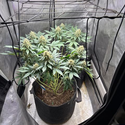CLR #2 growlog timeline photo