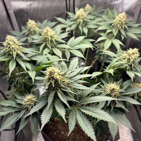 CLR #2 growlog timeline photo