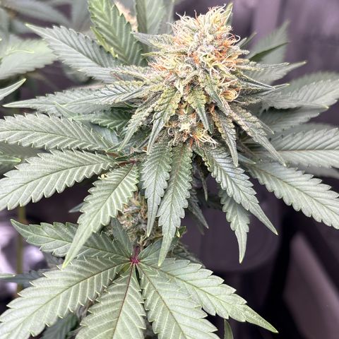 CLR #2 growlog timeline photo