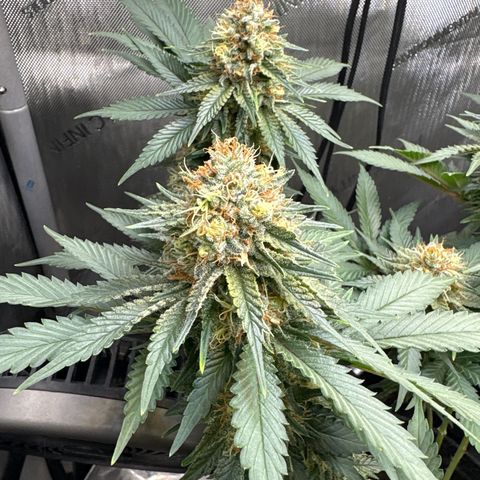 CLR #2 growlog timeline photo
