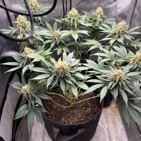 CLR #2 growlog timeline photo