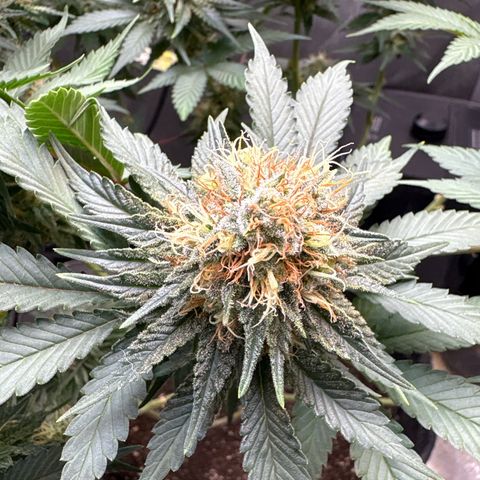 CLR #2 growlog timeline photo