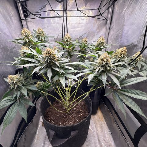 CLR #2 growlog timeline photo