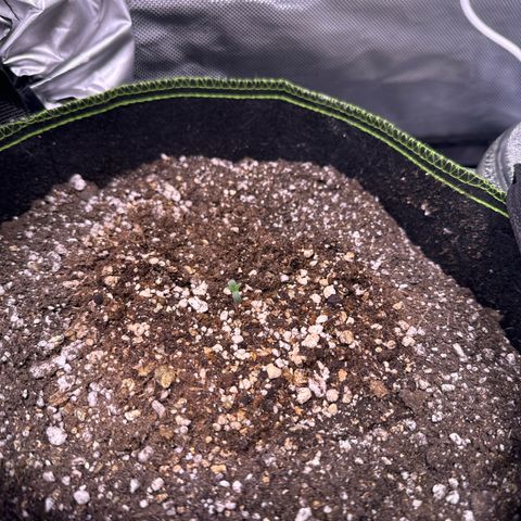 First Lady growlog timeline photo