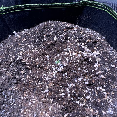 Third Lady growlog timeline photo