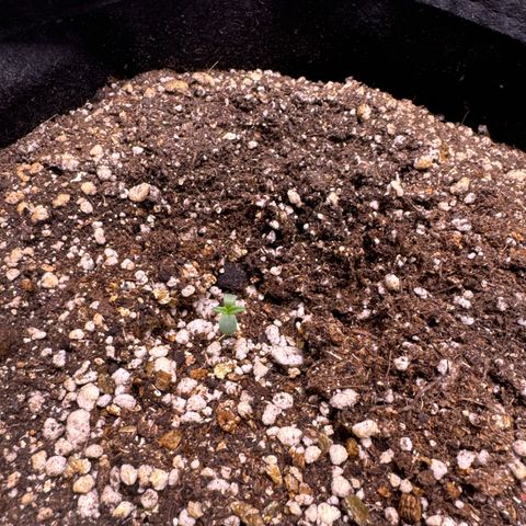 Fourth Lady growlog timeline photo
