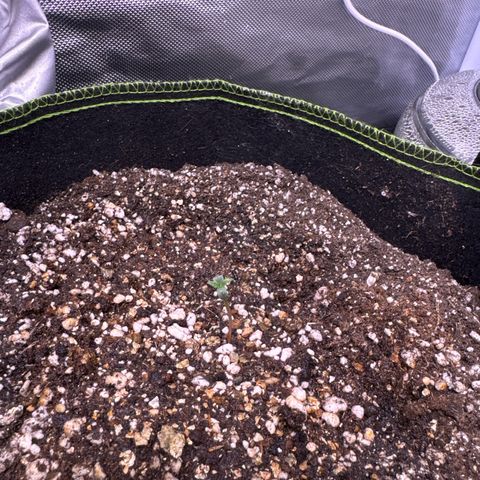 First Lady growlog timeline photo