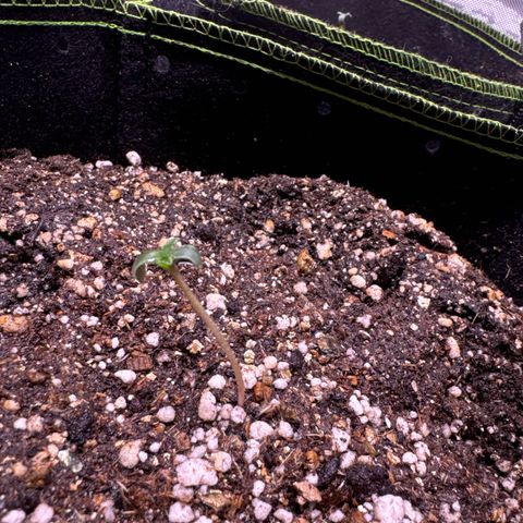 Third Lady growlog timeline photo