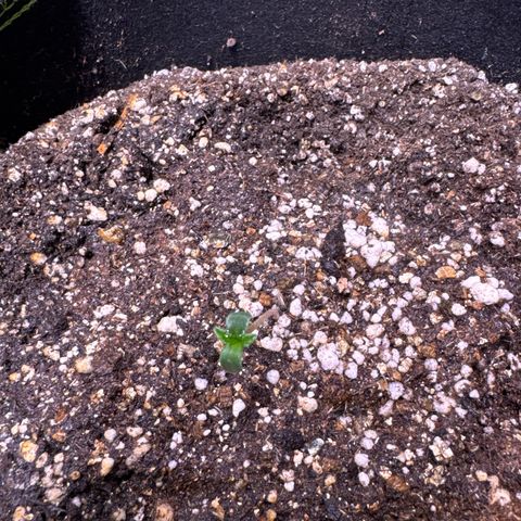 Third Lady growlog timeline photo