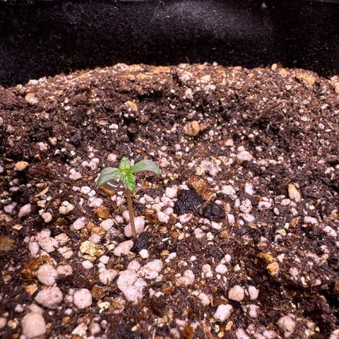 Fourth Lady growlog timeline photo