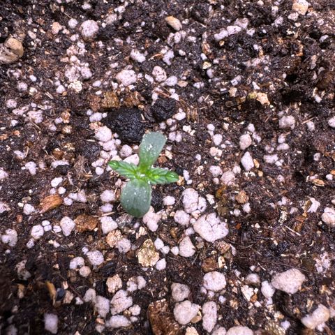 Fourth Lady growlog timeline photo