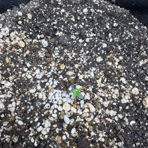 Second Lady growlog timeline photo