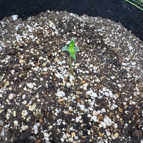 First Lady growlog timeline photo