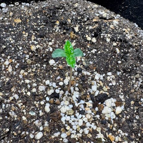Fourth Lady growlog timeline photo