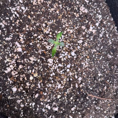 Second Lady growlog photo: Umidade do ar bem baixa, está bem difícil de controlar em 75%. Em alguns momentos está 83% com o umidificador, em outros está 65% sem. Isso no interior do grow, no exterior a umidade chegando a 45% ou menor