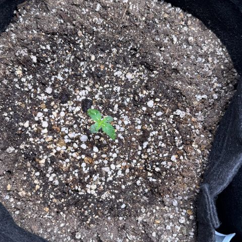 Third Lady growlog photo: Umidade do ar bem baixa, está bem difícil de controlar em 75%. Em alguns momentos está 83% com o umidificador, em outros está 65% sem. Isso no interior do grow, no exterior a umidade chegando a 45% ou menor