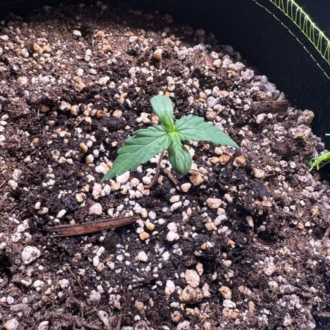 Fourth Lady growlog photo: Umidade do ar bem baixa, está bem difícil de controlar em 75%. Em alguns momentos está 83% com o umidificador, em outros está 65% sem. Isso no interior do grow, no exterior a umidade chegando a 45% ou menor