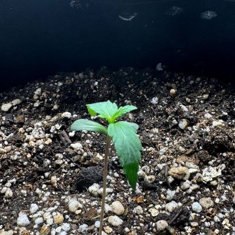Third Lady growlog photo: Umidade com dificuldades de controle devido a umidade do ar externo estar extremamente seco 