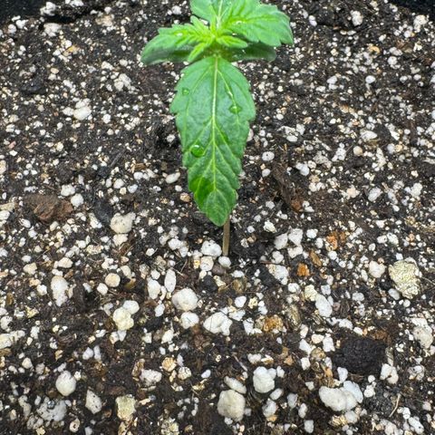 Fourth Lady growlog photo: Umidade difícil de controlar devido a umidade externa