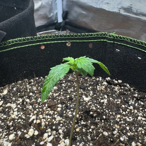 Fourth Lady growlog photo: Umidade difícil de controlar devido a umidade externa