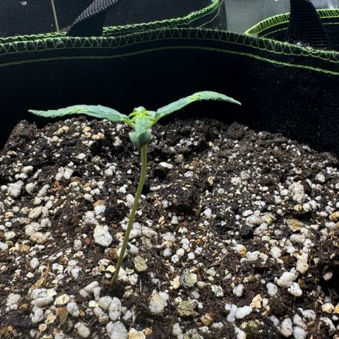 Second Lady growlog photo: Umidade muito difícil de controlar devido a umidade externa estar muito baixa