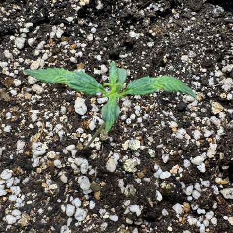 Second Lady growlog photo: Umidade muito difícil de controlar devido a umidade externa estar muito baixa