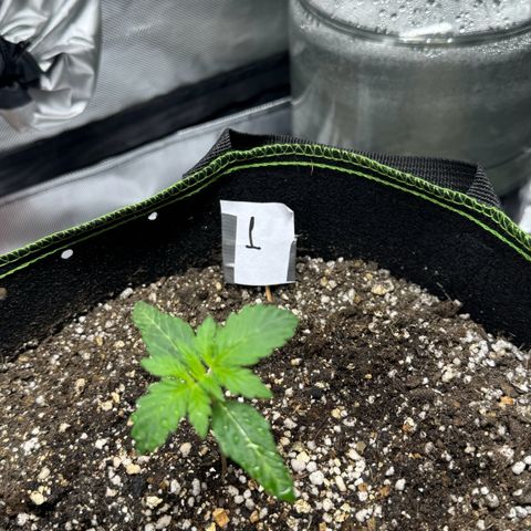 First Lady growlog timeline photo