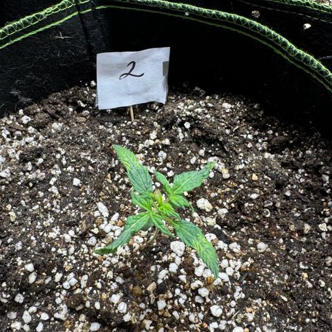 Second Lady growlog timeline photo