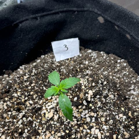 Third Lady growlog timeline photo