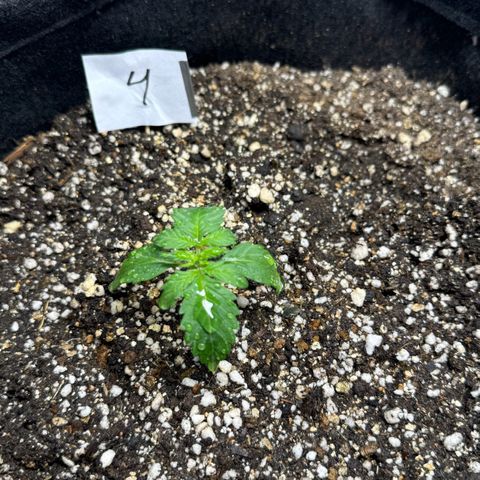Fourth Lady growlog timeline photo