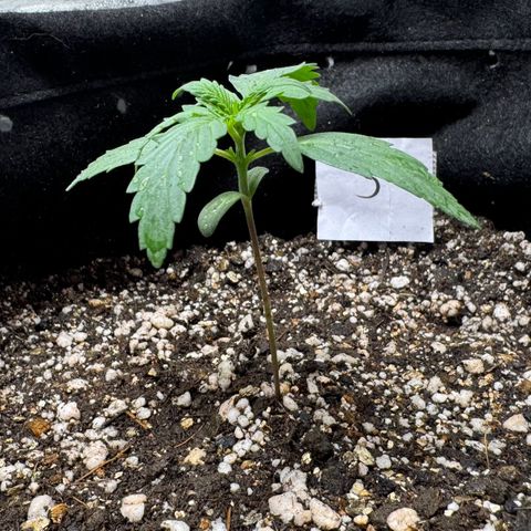Third Lady growlog timeline photo