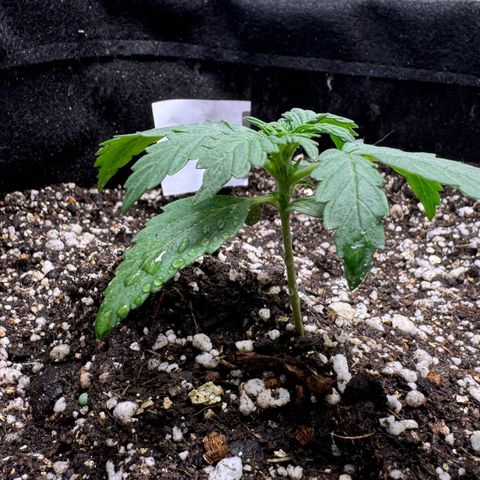 Fourth Lady growlog timeline photo