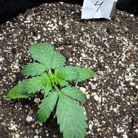 Fourth Lady growlog timeline photo