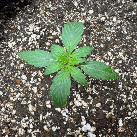 Third Lady growlog timeline photo