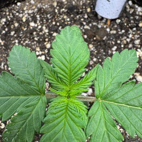 First Lady growlog timeline photo