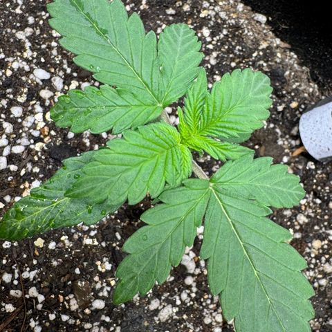 First Lady growlog timeline photo