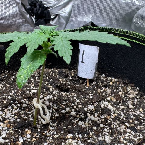 First Lady growlog timeline photo