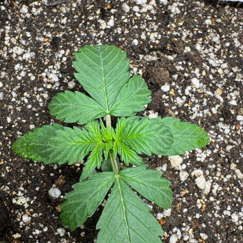 Fourth Lady growlog timeline photo